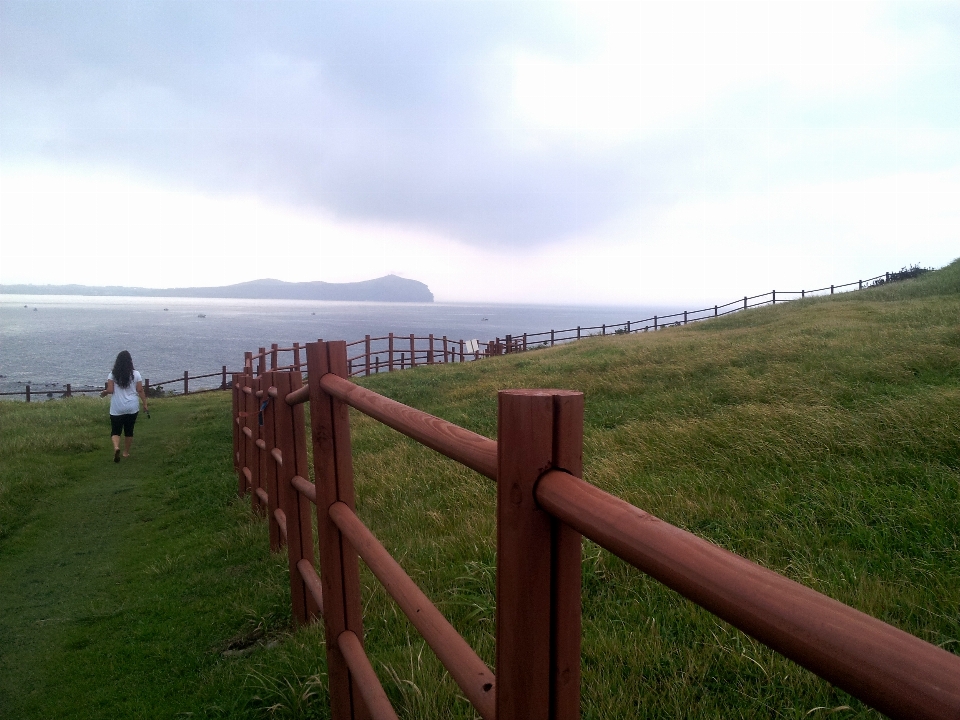 Sea coast grass horizon