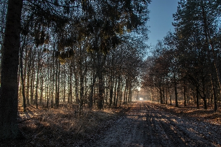 Landscape tree nature forest Photo