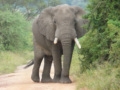 Adventure wildlife africa mammal Photo