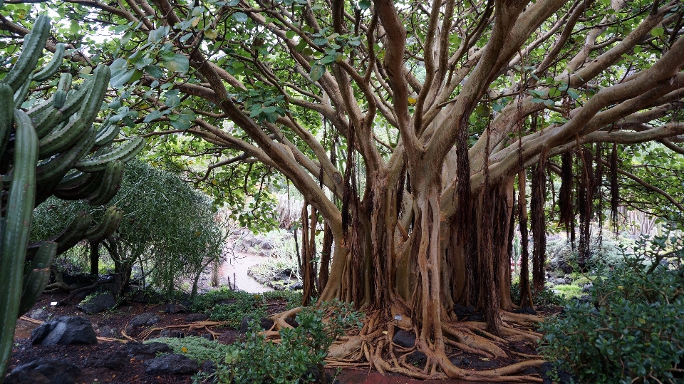 Baum natur wald zweig