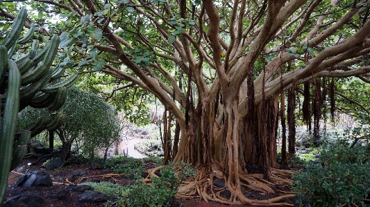 Foto árbol naturaleza bosque rama