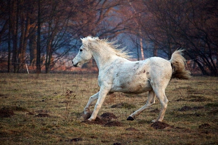 Flock pasture horse mammal Photo