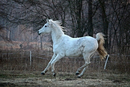 Meadow dusk pasture grazing Photo