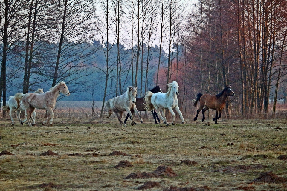 Prairie
 troupeau
 faune troupeau