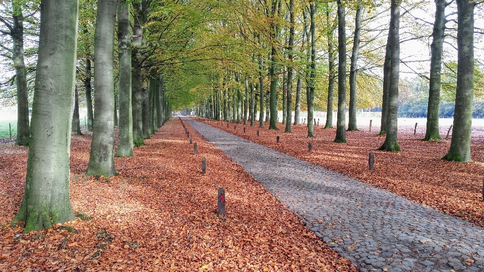 Paesaggio albero natura foresta