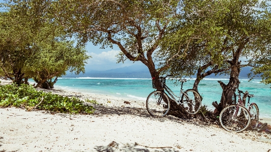 Beach sea coast tree Photo