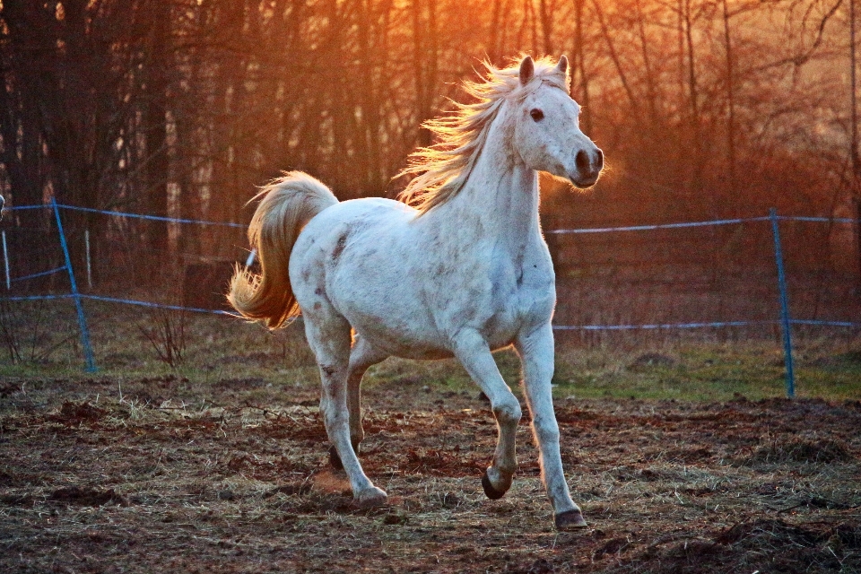 Pasture horse mammal stallion