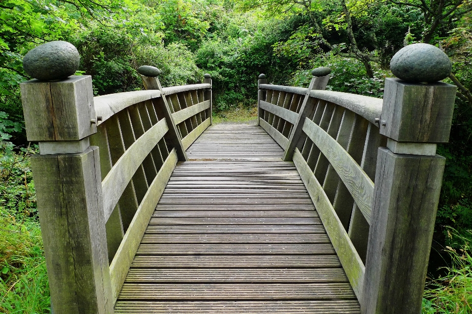 Paysage nature forêt extérieur