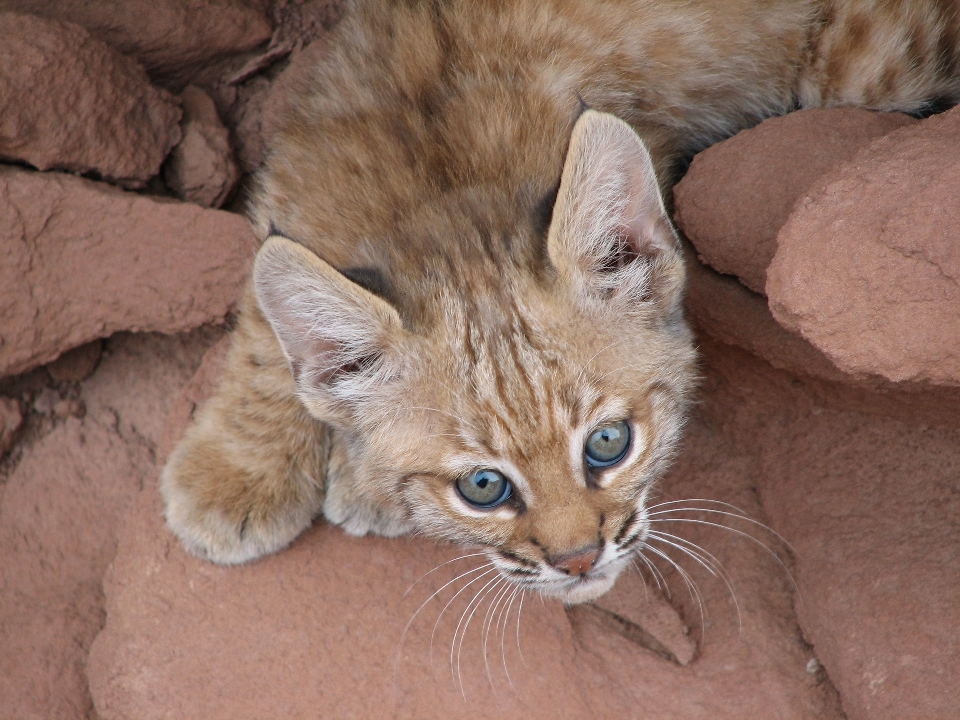 Natura carino animali selvatici selvaggio