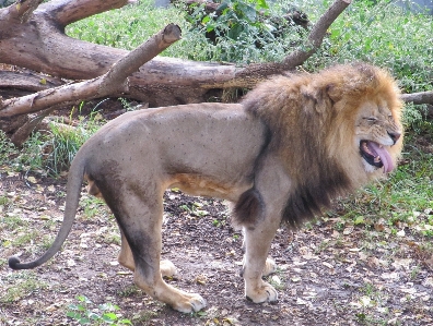 Male wildlife wild standing Photo