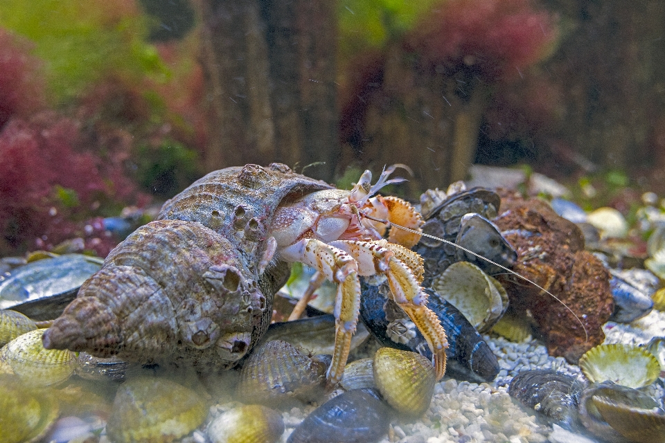 野生動物 食べ物 生物学 シーフード