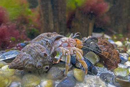 Foto Margasatwa makanan biologi laut