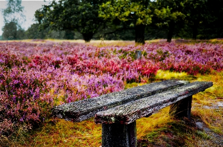 Foto Natureza plantar campo prado
