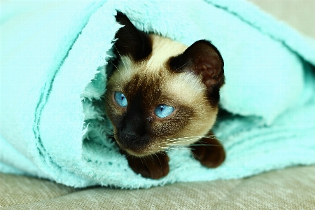 Kitten cat mammal blue Photo