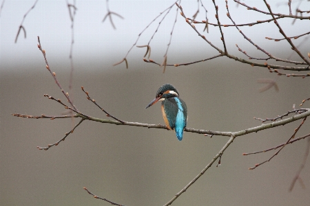 自然 ブランチ 鳥 羽 写真