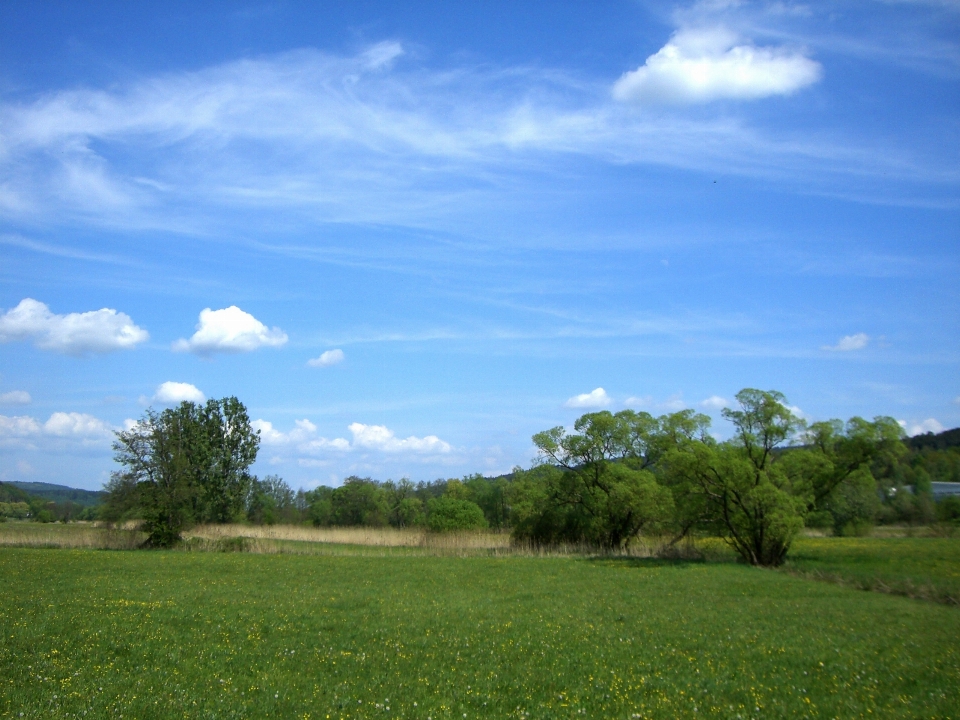 Lanskap pohon alam rumput