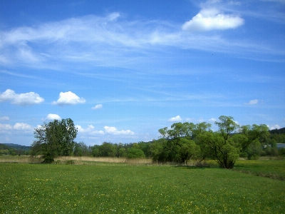 Landscape tree nature grass Photo