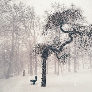 Foto Paesaggio albero ramo persona