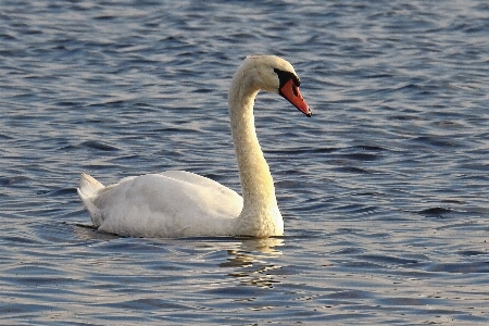 Photo Eau oiseau aile lac