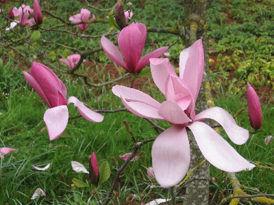 植物 花 花弁 春 写真