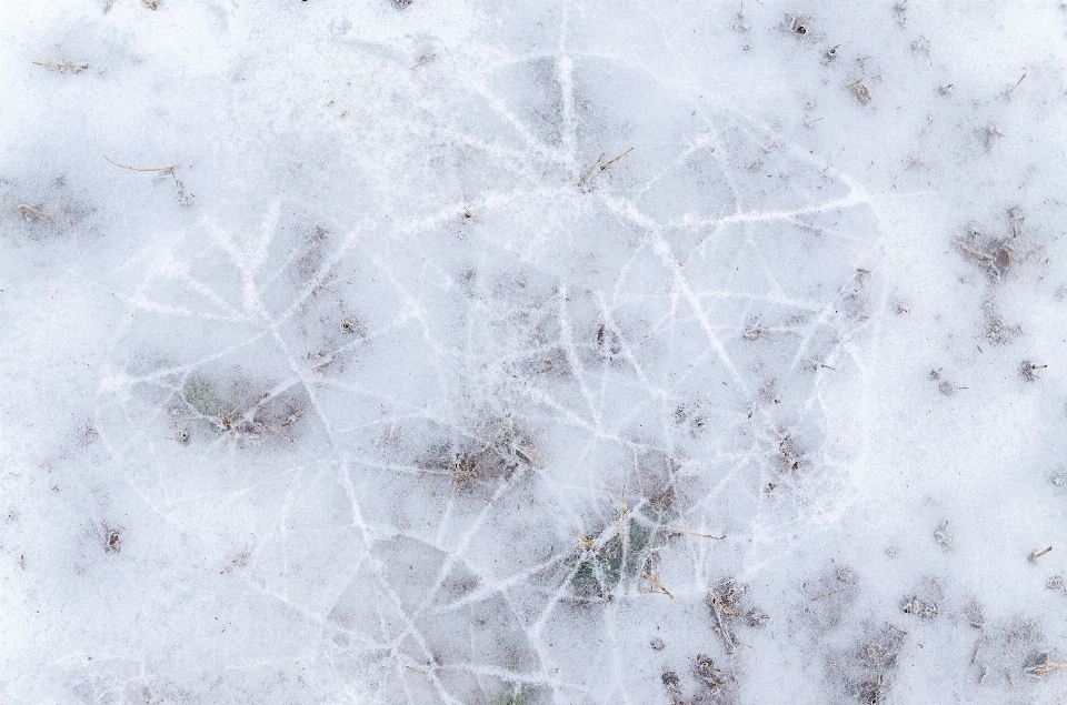 水 自然 ブランチ 雪