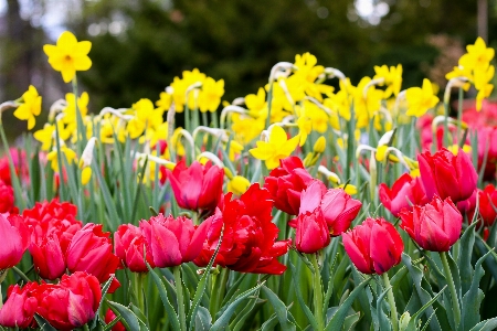 Nature plant flower petal Photo