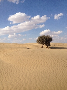 Landscape tree nature sand Photo