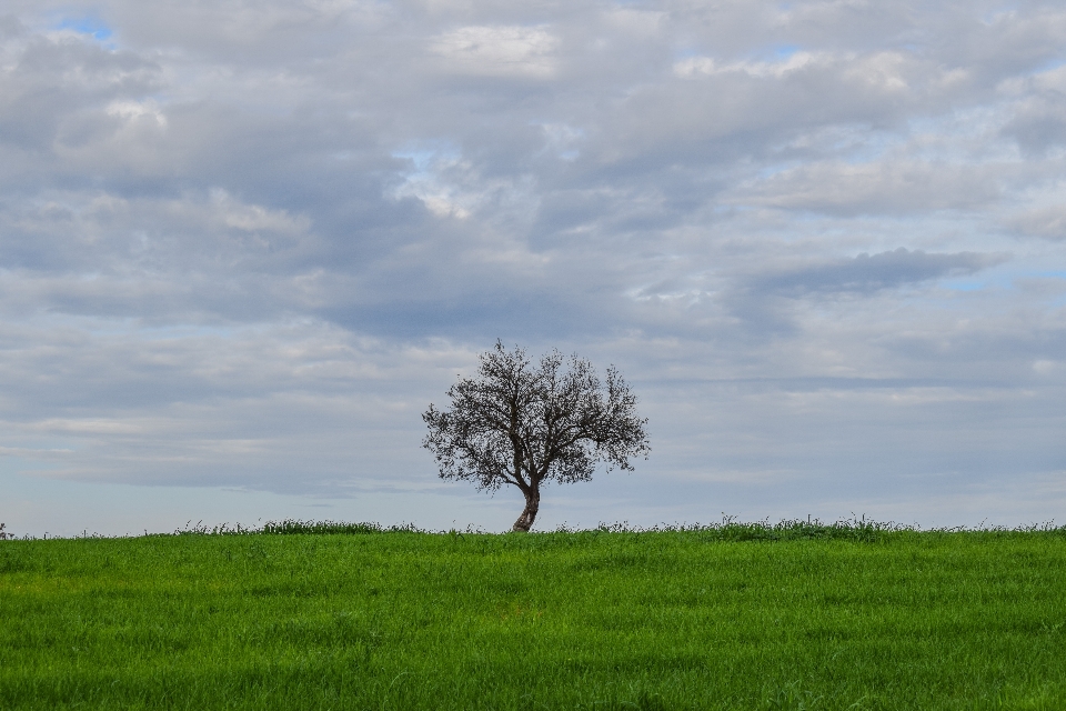 Landscape tree nature grass