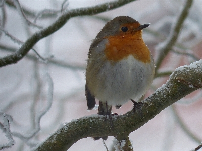 Nature branch snow cold Photo