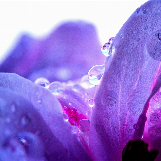 Nature blossom dew plant