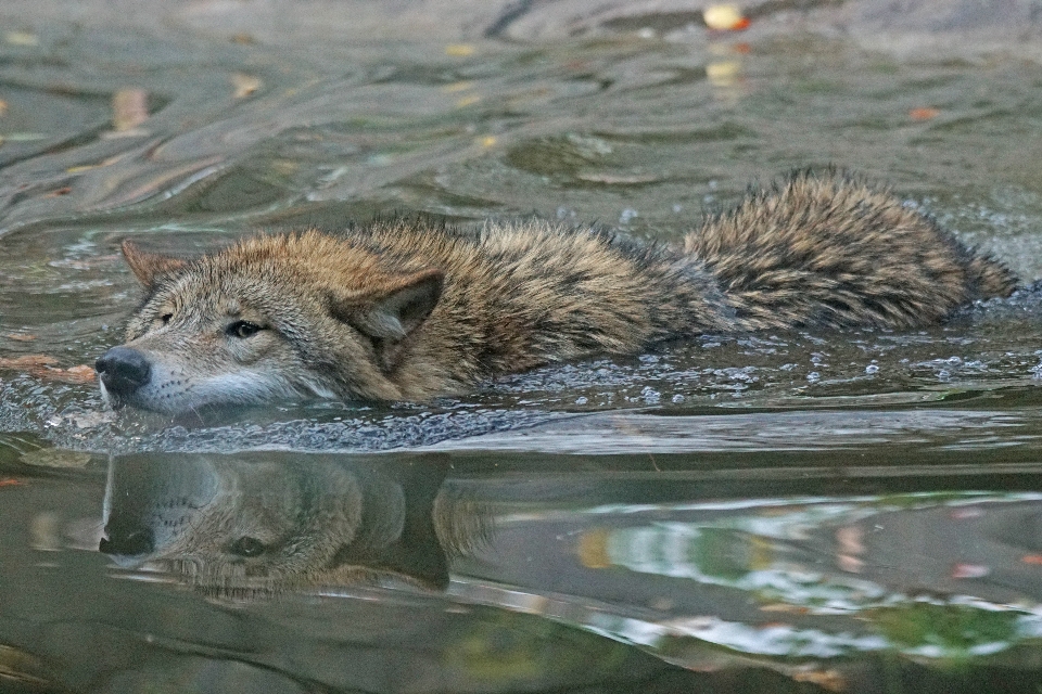 Zimno dzikiej przyrody ssak wilk