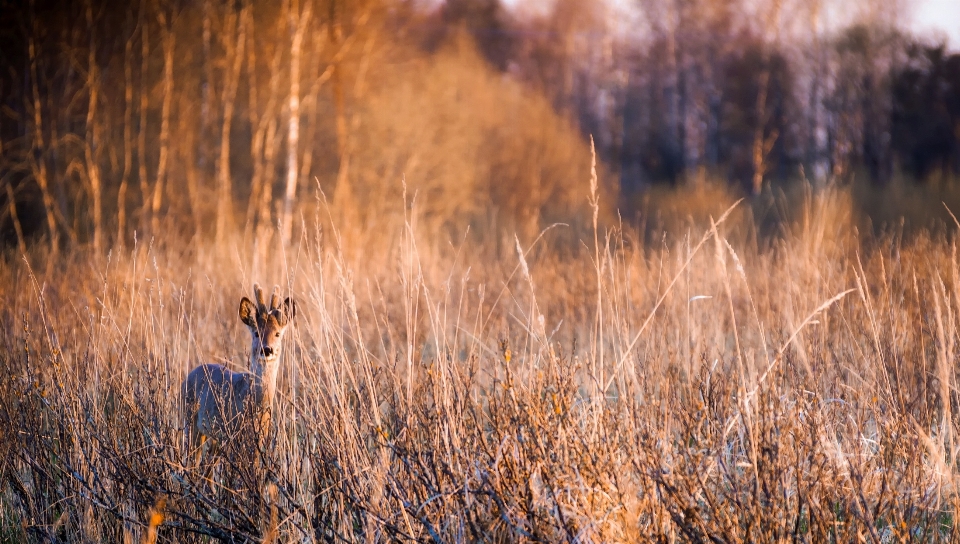 Landscape nature forest grass