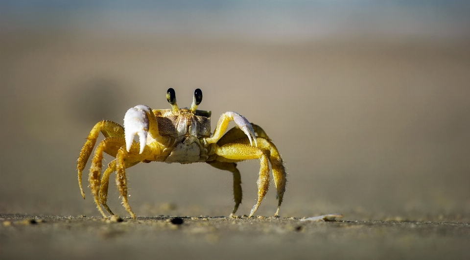 Strand natur sand fotografie