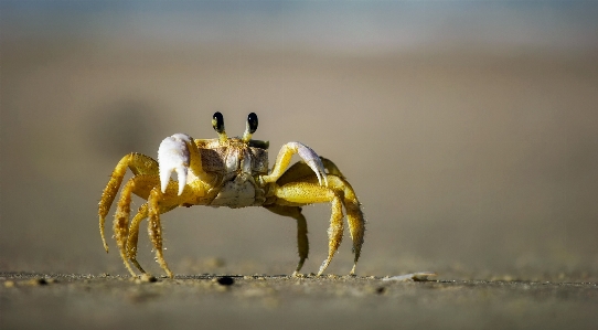 Beach nature sand photography Photo