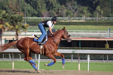 Jumping horseback horse stallion Photo