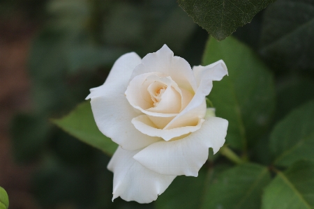 Blossom plant white flower Photo