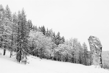 Landscape tree nature forest Photo