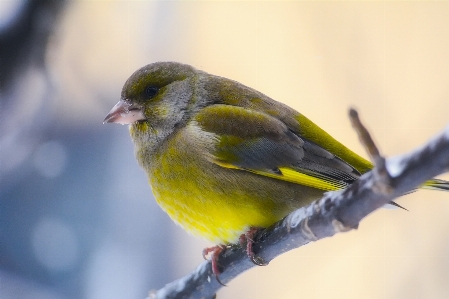 Foto Alam cabang burung imut-imut