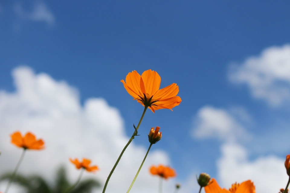 Nature blossom plant sky