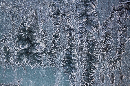 Foto Albero ramo nevicare freddo