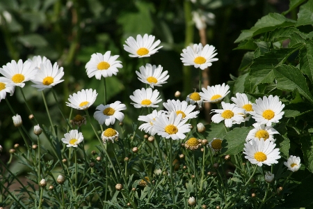 Grass plant field lawn Photo