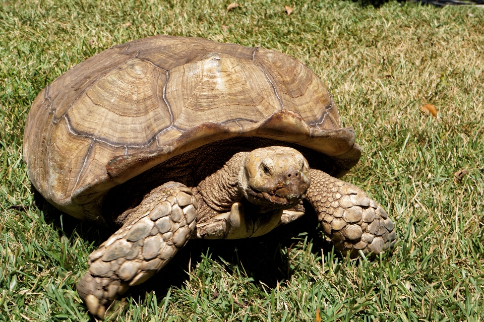 Naturaleza fauna silvestre zoo tortuga