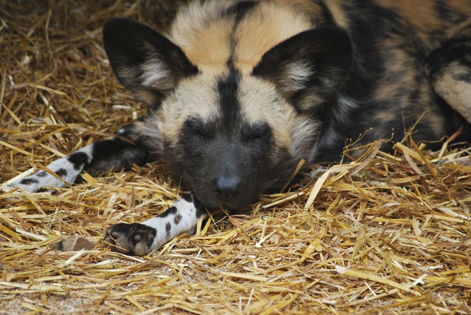 Natura selvaggia
 cucciolo animale