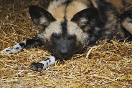 Nature wilderness puppy animal Photo