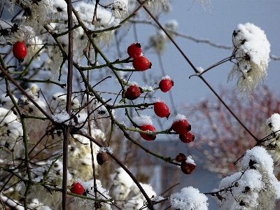 Tree nature branch blossom Photo