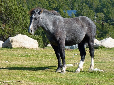 Foto Natura prateria
 francia verde