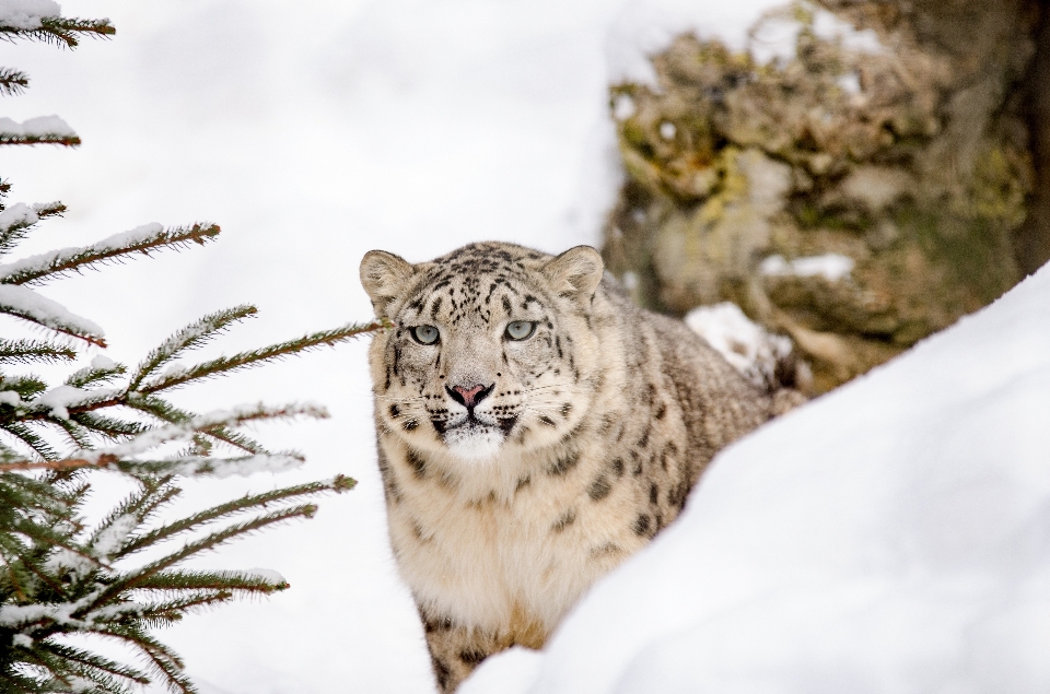 Nieve invierno fauna silvestre salvaje