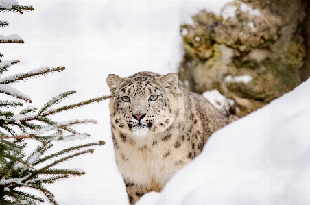 Photo Neige hiver faune sauvage