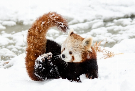 雪 寒い 冬 白 写真