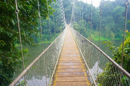 森 橋 吊り橋
 密林 写真